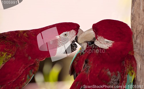 Image of Two colorful parrots.