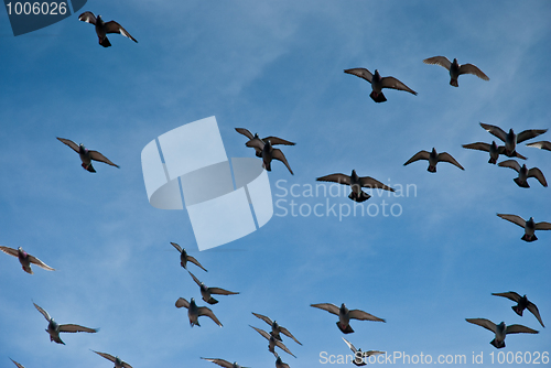 Image of Flying pigeons