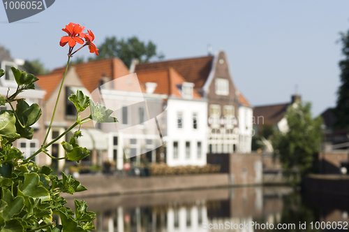 Image of Geranium