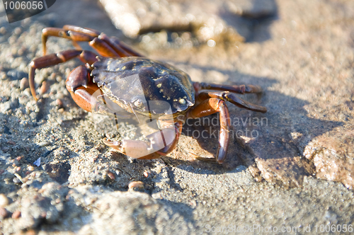 Image of Crab