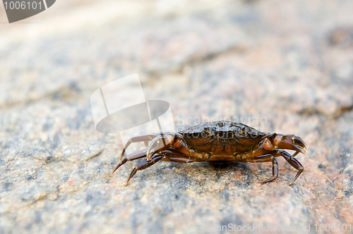 Image of Defensive crab