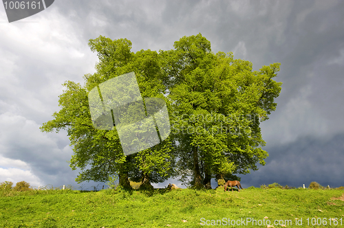 Image of Trees before a storm