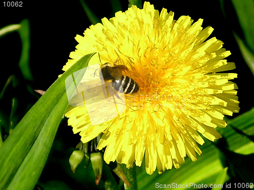 Image of Bee on yellow flower