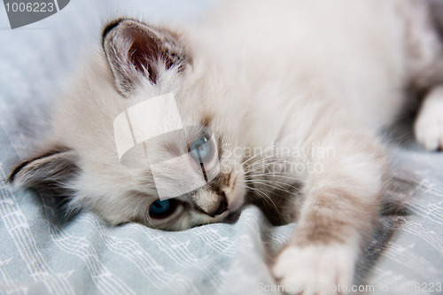 Image of Young kitten blue eyes