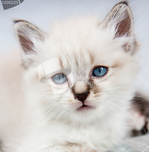 Image of A kitten with blue eyes