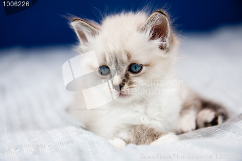 Image of Portrait of a kitten with blue eyes