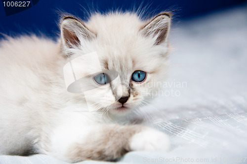 Image of Portrait of a kitten