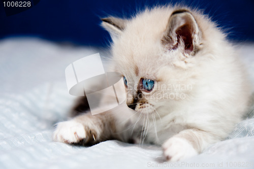 Image of A kitten ready to hunt