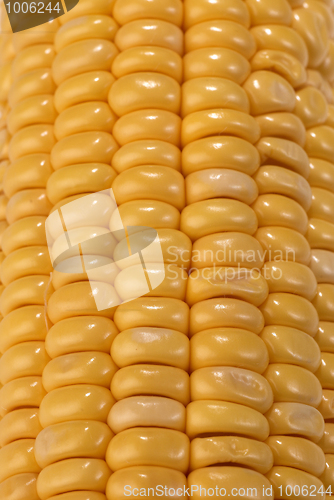 Image of Corn on the cob