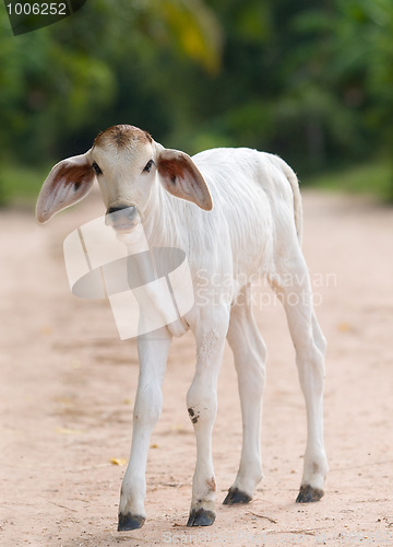 Image of Cute, young calf with big ears