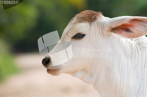Image of Cute, young calf with big ears