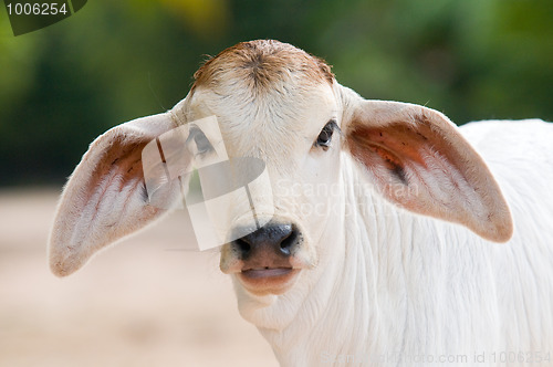 Image of Cute, young calf with big ears