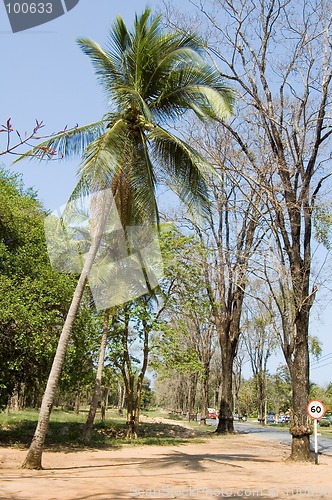 Image of Coconut Tree with road