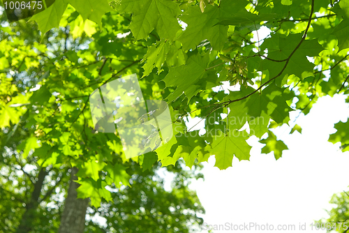Image of maple 