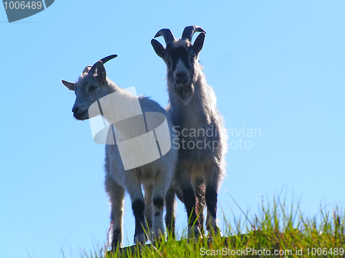 Image of Mountain farm goats