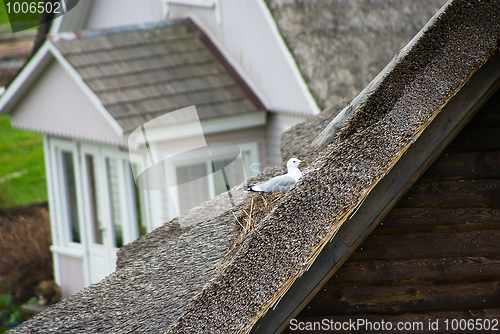 Image of seagull nested