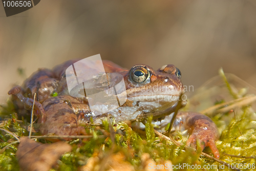 Image of moor frog 