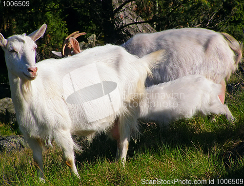 Image of Mountain farm goats