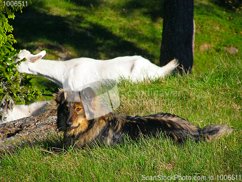 Image of Mountain farm goats