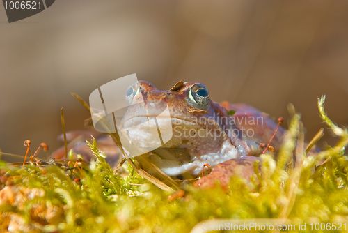 Image of moor frog 