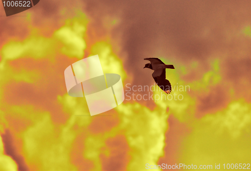 Image of Lapwing