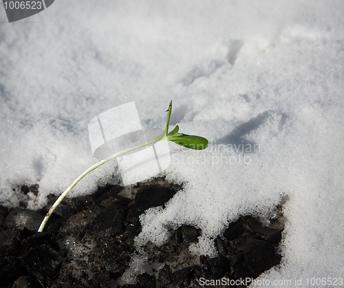 Image of The first spring shoots 