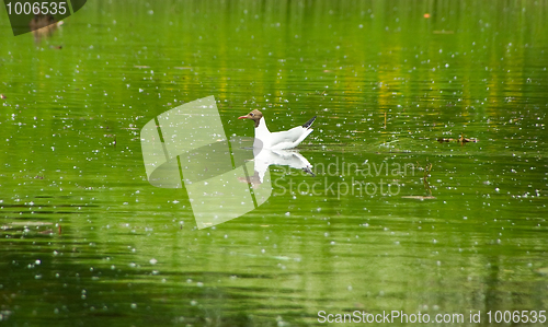 Image of The gull among white poplar seed tufts