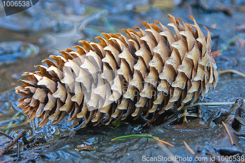 Image of Fir cone 