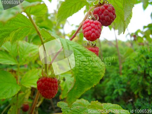 Image of Ripe raspberry