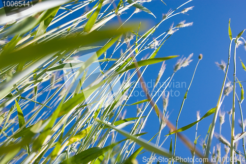 Image of wheat