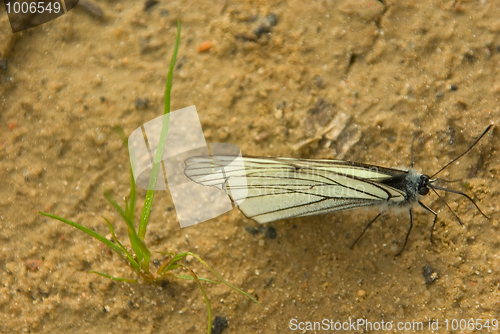 Image of Aporia crataegi 