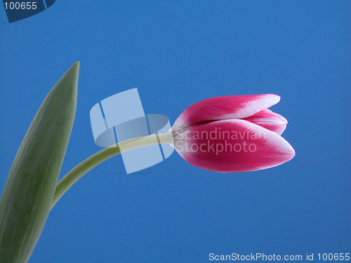 Image of beauty in pink