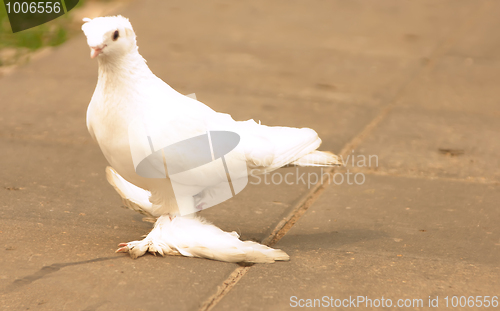 Image of pigeon 