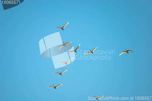 Image of flight of swans 