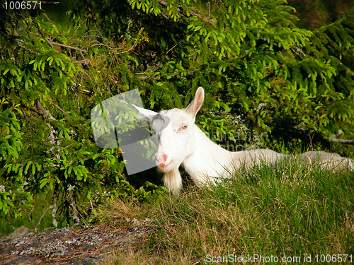 Image of Mountain farm goats