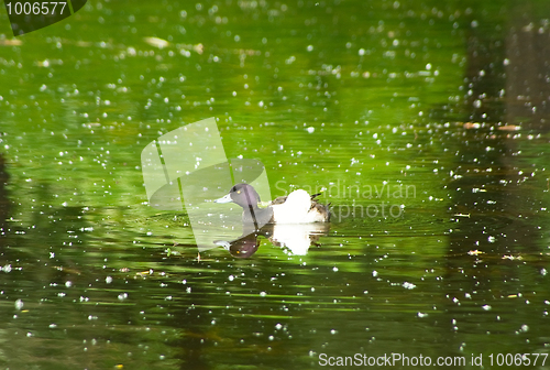 Image of The male of a duck among white poplar seed tufts