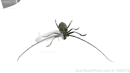 Image of capricorn beetle 