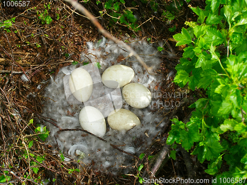 Image of Nest of an eider (Somateria)