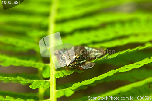 Image of young frog