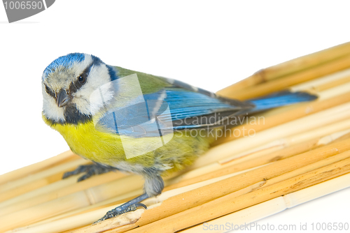 Image of titmouse