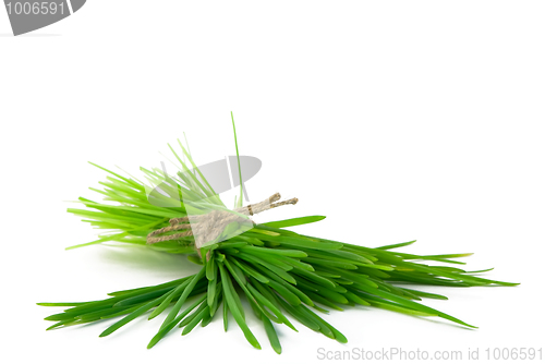 Image of Bunch of grass 