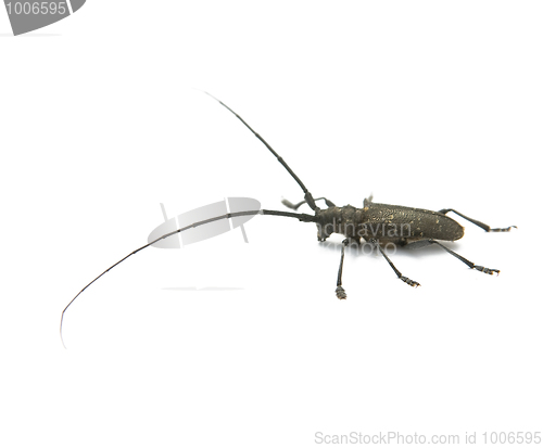 Image of capricorn beetle 