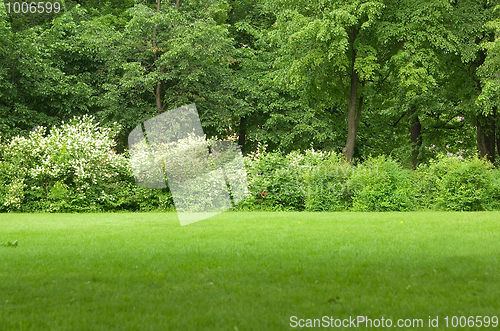 Image of park glade