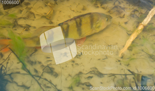 Image of Perch