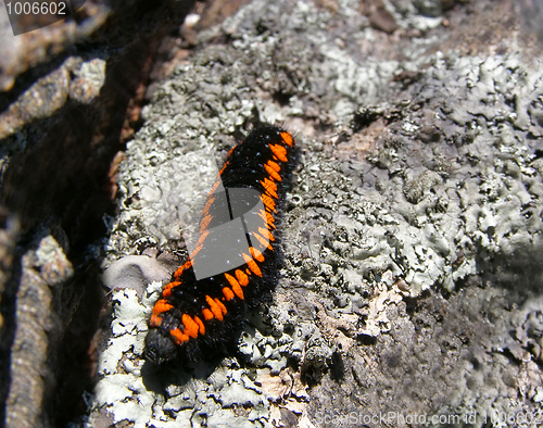 Image of Parnassius apollo