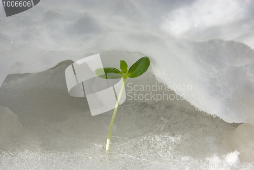 Image of Green sprout on snow 