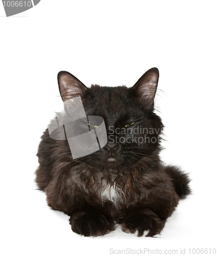 Image of black cat 