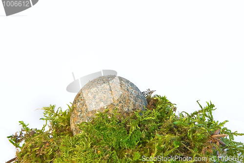 Image of  stones and a moss