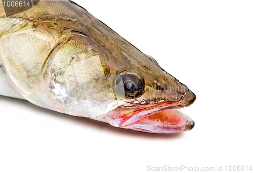 Image of pike perch