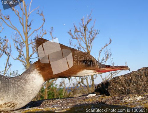 Image of  Mergus merganser